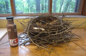 A typical looking crow nest with a water bottle for scale.  