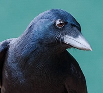 A New Caledonian crow's bill appears in sharp contrast to a typical American crow. Photo: "Science Meets Adventure"