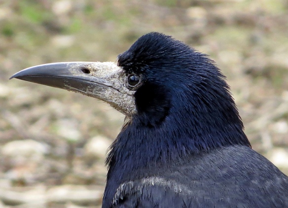 Corvid of the month: Rooks