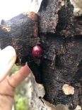 A cached cranberry