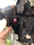 A cached cranberry