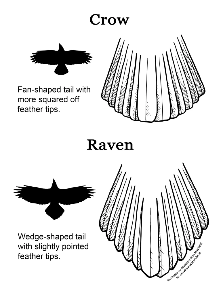 Raven VS Crow tail shape